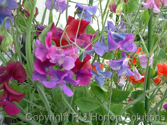 Sweetpea Ellerslie